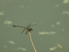 Ictinogomphus decoratus