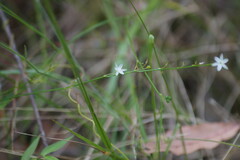 Caesia parviflora