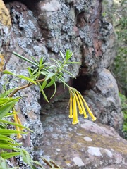 Cyrtanthus stenanthus