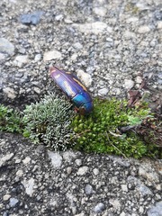 Buprestis rufipes