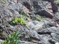 Cyrtanthus stenanthus