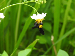 Xylocopa aestuans