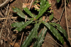 Macadamia tetraphylla