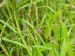 Phlaeoba fumosa