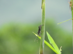 Leptoglossus gonagra