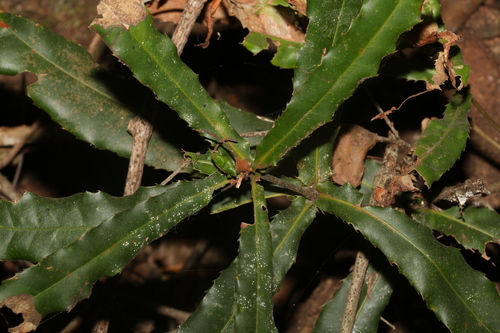 Image of Macadamia tetraphylla by (c) Greg Tasney, some rights reserved (CC BY-SA)