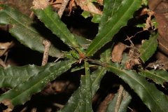 Macadamia tetraphylla