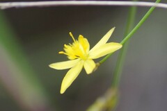 Tricoryne