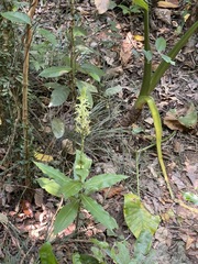 Habenaria stenopetala