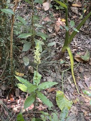 Habenaria stenopetala
