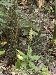 Habenaria stenopetala