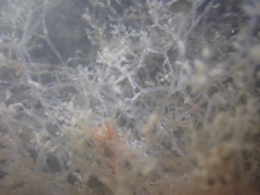 Amathia verticillata