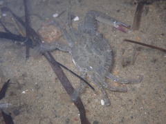 Achelous xantusii