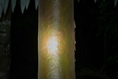 Calycophyllum
