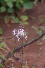 Ocimum