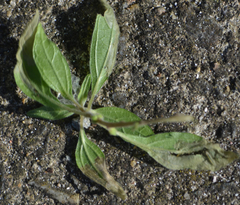 Cosmopterix pulchrimella