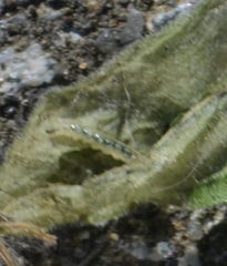 Cosmopterix pulchrimella