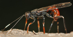 Xorides filiformis