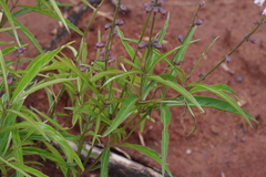 Ocimum
