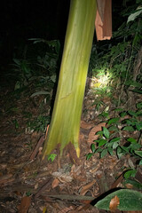 Calycophyllum