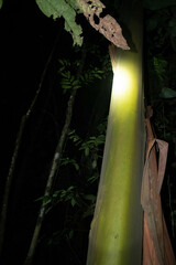 Calycophyllum