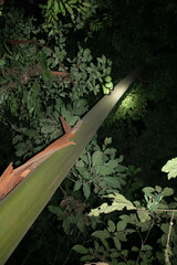 Calycophyllum