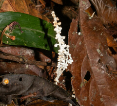 Brunneocorticium corynecarpon