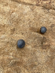Nerita melanotragus
