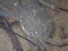 Achelous xantusii