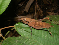 Colpolopha latipennis