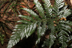 Lastreopsis marginans