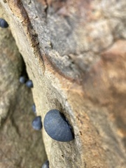 Nerita melanotragus