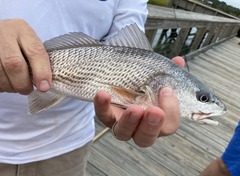 Sciaenops ocellatus