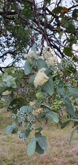 Eucalyptus melanophloia