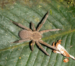 Phoneutria boliviensis