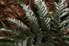 Lastreopsis marginans