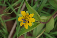 Asteraceae