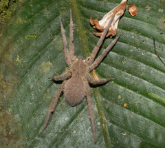 Phoneutria boliviensis