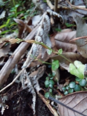 Acianthus sinclairii