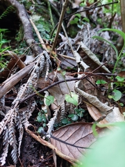 Acianthus sinclairii