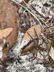 Heteropoda