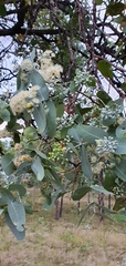 Eucalyptus melanophloia