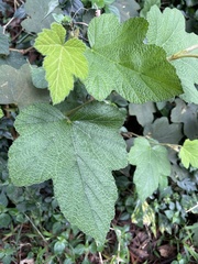 Rubus formosensis