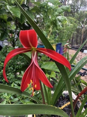Sprekelia formosissima