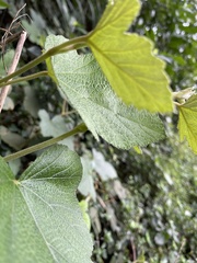 Rubus formosensis