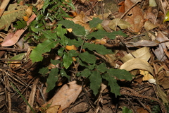 Cupaniopsis newmanii