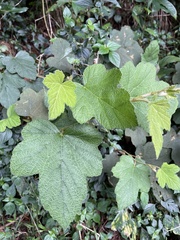 Rubus formosensis