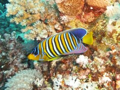 Pygoplites diacanthus