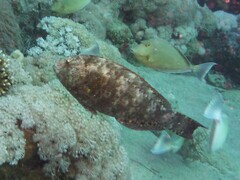 Calotomus viridescens