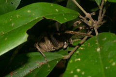 Phoneutria fera